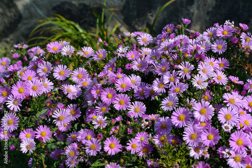Astra perennial. Beautiful flower abstract background of nature. Astra Alpine. Aster alpinus. Summer landscape. Floriculture, home flower bed. Delicate
