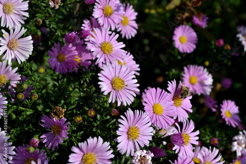 Astra perennial. Astra Alpine. Beautiful flower abstract background of nature. Aster alpinus. Summer landscape. Floriculture  home flower bed. Delicate purple flowers  perennial
