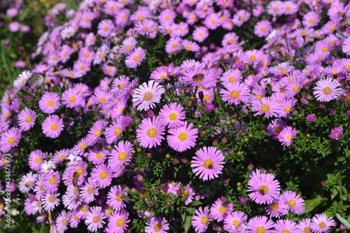 Astra perennial. Beautiful flower abstract background of nature. Astra Alpine. Aster alpinus. Summer landscape. Floriculture, home flower bed. Delicate purple flowers, perennial plant. House
