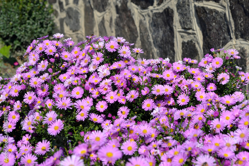 Astra perennial. Beautiful flower abstract background of nature. Astra Alpine. Aster alpinus. Summer landscape. Floriculture, home flower bed. Delicate purple flowers, perennial plant. House, garden