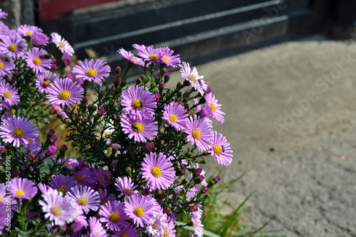 Astra perennial. Astra Alpine. Aster alpinus. Beautiful flower abstract background of nature.Summer landscape. Floriculture, home flower bed. Delicate purple flowers, perennial plant. House