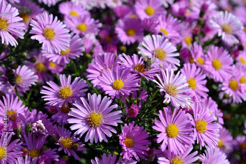 Aster alpinus. Beautiful flower abstract background of nature. Astra perennial. Astra Alpine. Summer landscape. Floriculture, home flower Aster alpinus. Beautiful flower abstract background of nature. Astra perennial. Astra Alpine. Summer landscape. Floriculture, home flower