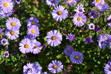 Astra perennial. Astra Alpine. Beautiful flower abstract background of nature. Aster alpinus