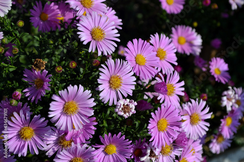 Astra perennial. Beautiful flower abstract background of nature. Astra Alpine. Aster alpinus. Summer landscape. Floriculture, home flower