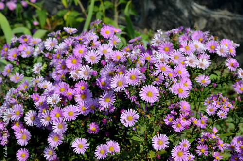 Astra perennial. Beautiful flower abstract background of nature. Astra Alpine. Aster alpinus. Summer landscape. Floriculture, home flower bed. Delicate purple flowers