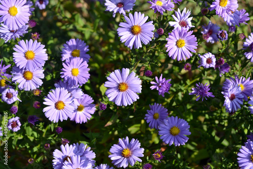 Astra perennial. Astra Alpine. Beautiful flower abstract background of nature. Aster alpinus