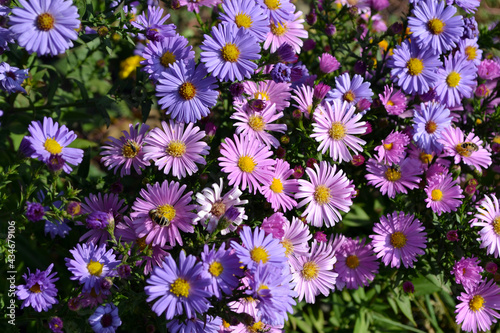 Astra perennial. Astra Alpine. Beautiful flower background of nature. Aster alpinus