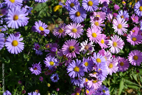 Astra perennial. Astra Alpine. Beautiful flower abstract background of nature. Aster alpinus. Summer