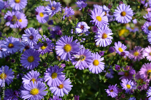 Astra perennial. Astra Alpine. Beautiful flower abstract background of nature. Aster alpinus. Summer landscape. Floriculture