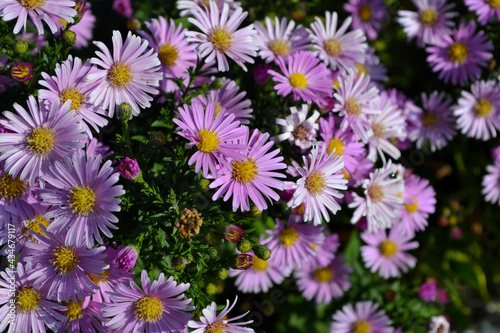 Astra perennial. Astra Alpine. Beautiful flower abstract background of nature. Aster alpinus. Summer landscape. Floriculture, home