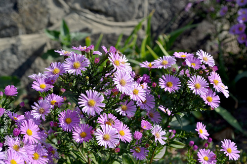 Aster alpinus. Beautiful flower abstract background of nature. Astra perennial. Astra Alpine. Summer landscape. Floriculture, home flower bed. Delicate flowers