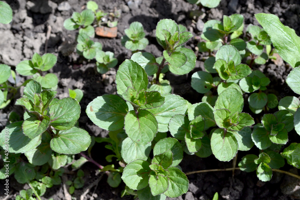 Beautiful background of nature. Mint. Mentha. Bushes mint. Lush green leaves with a pleasant smell Beautiful background of nature. Mint. Mentha. Bushes mint. Lush green leaves with a pleasant smell