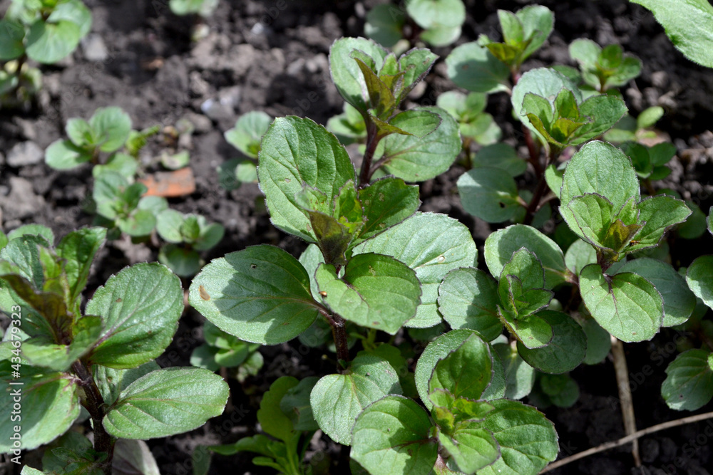 Mint. Mentha. Beautiful herbal abstract background of nature. Bushes mint. Summer landscape. Floriculture, home flower bed. Lush green leaves with a pleasant smell Mint. Mentha. Beautiful herbal abstract background of nature. Bushes mint. Summer landscape. Floriculture, home flower bed. Lush green leaves with a pleasant smell