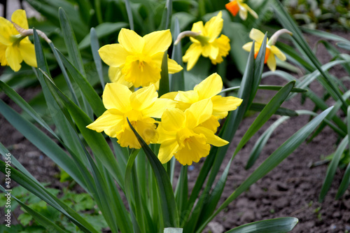 Narcissus. Beautiful flower abstract background of nature. Daffodil flower. Floriculture. Delicate yellow flowers
