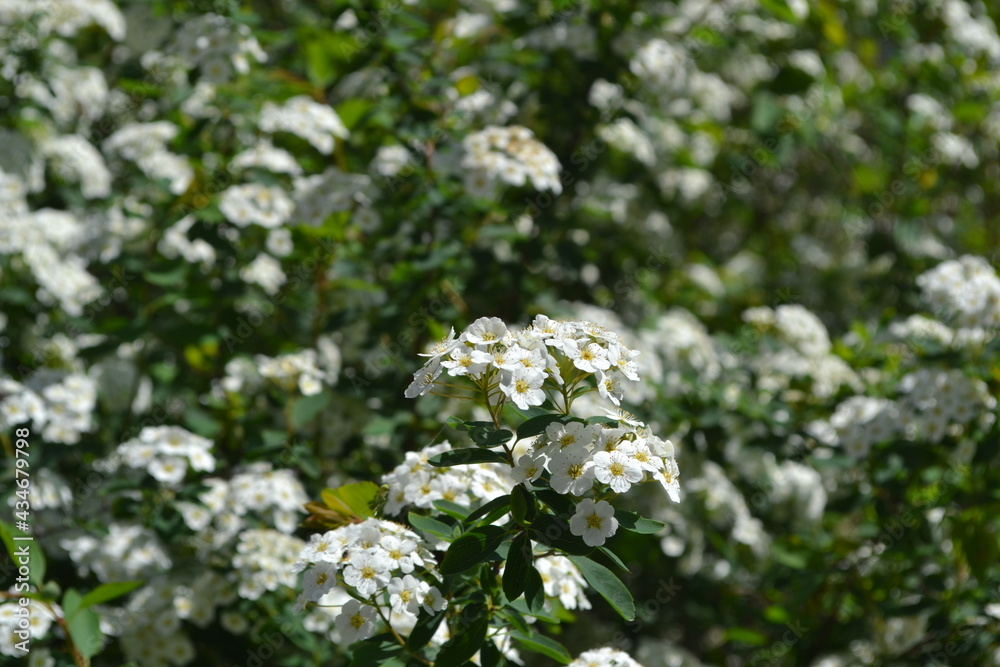 Spiraea vanhouttei. Spirea Wangutta. Beautiful flower abstract background of nature. Spring landscape. Floriculture, home flower bed. Delicate white flowers, perennial plant. House Spiraea vanhouttei. Spirea Wangutta. Beautiful flower abstract background of nature. Spring landscape. Floriculture, home flower bed. Delicate white flowers, perennial plant. House