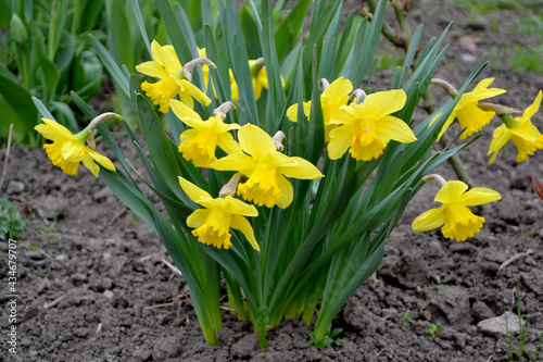 Daffodil flower. Narcissus. Beautiful flower abstract background of nature. Spring landscape. Floriculture, home flower. Delicate yellow flowers