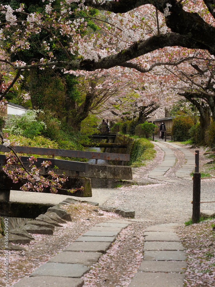 桜咲く京都哲学の道 桜咲く京都哲学の道