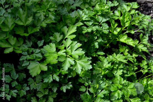 Parsley. Beautiful herbal abstract background of nature. Spring landscape. Popular cooking seasoning. Petroselinum crispum, biennial herb. Home plants, products. Gardening. Natural. House, field, farm