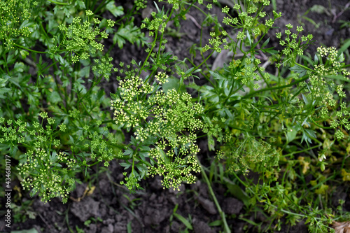 Parsley. Beautiful herbal abstract background of nature. Petroselinum crispum, biennial herb