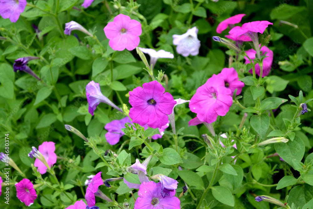Blooming petunia hybrid. Beautiful flower abstract background of nature Blooming petunia hybrid. Beautiful flower abstract background of nature