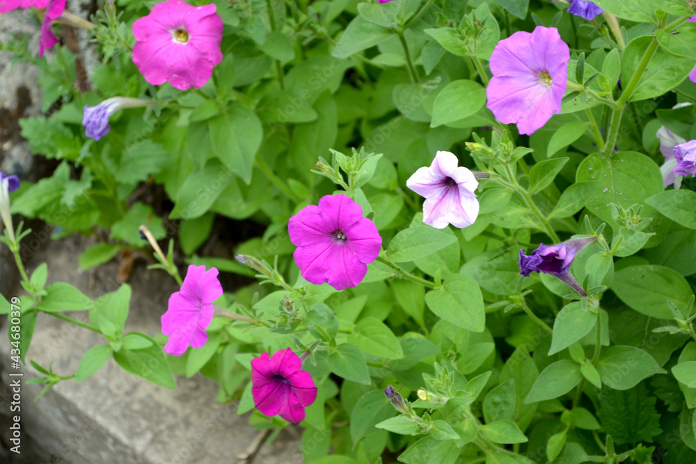 Blooming petunia hybrid. Beautiful flower abstract background of nature