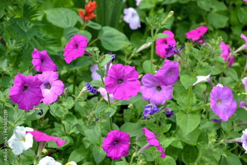 Blooming petunia hybrid. Beautiful flower abstract background of nature