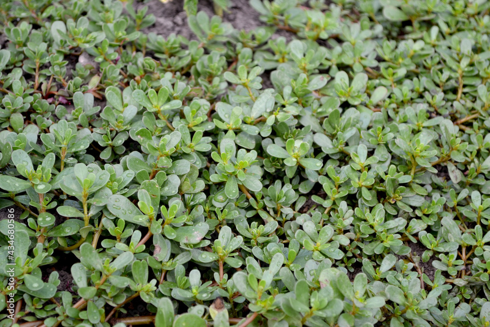 Purslane. Portulaca oleracea. Annual herbaceous succulent plants. Beautiful herbal abstract background of nature. Spring landscape. Green leaves, bushes. Spring flower bed Purslane. Portulaca oleracea. Annual herbaceous succulent plants. Beautiful herbal abstract background of nature. Spring landscape. Green leaves, bushes. Spring flower bed