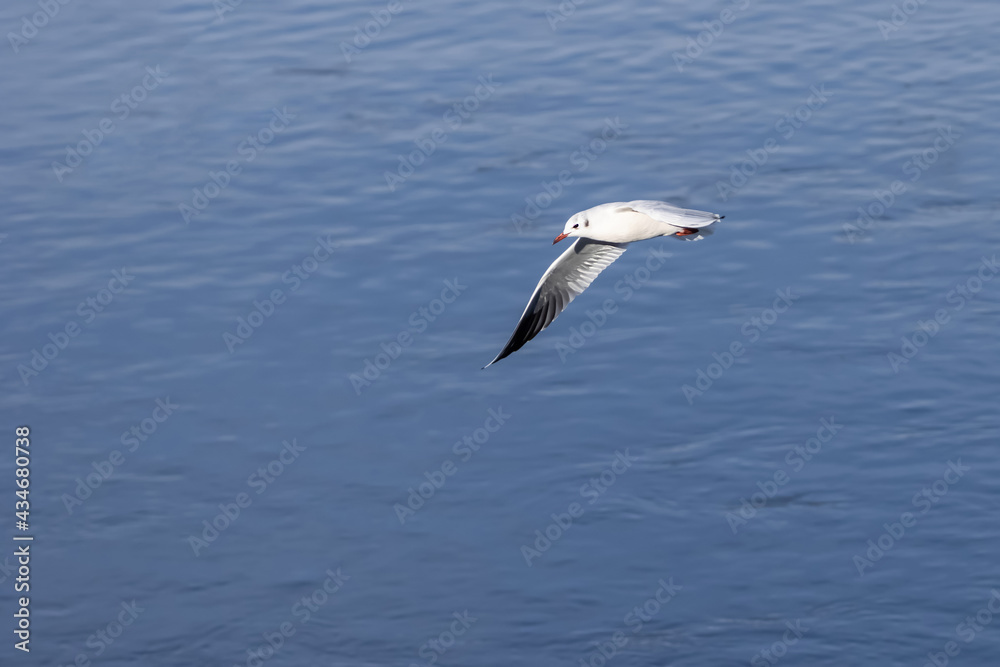Black-headed gull flies over the water. (Chroicocephalus ridibundus) Black-headed gull flies over the water. (Chroicocephalus ridibundus)