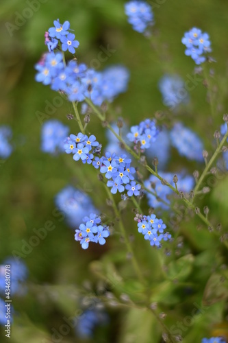 Bl  hendes Vergissmeinnicht  Myosotis 