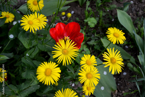 Chamomile. Yellow Daisy flower. Doronicum. Perennial flowering plant