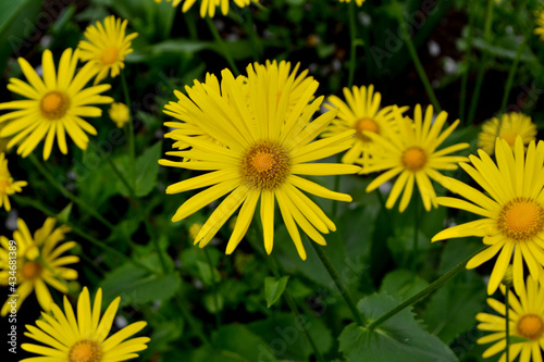 Chamomile. Yellow Daisy flower. Doronicum. Perennial flowering plant. Beautiful flower abstract background of nature. Summer landscape. Floriculture  home flower bed