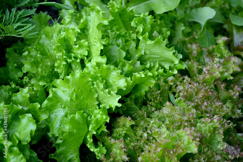 Annual herbaceous plant. Lettuce salad. Lactuca sativa. Beautiful green abstract background of nature. Vegetable culture. Vitamin greens