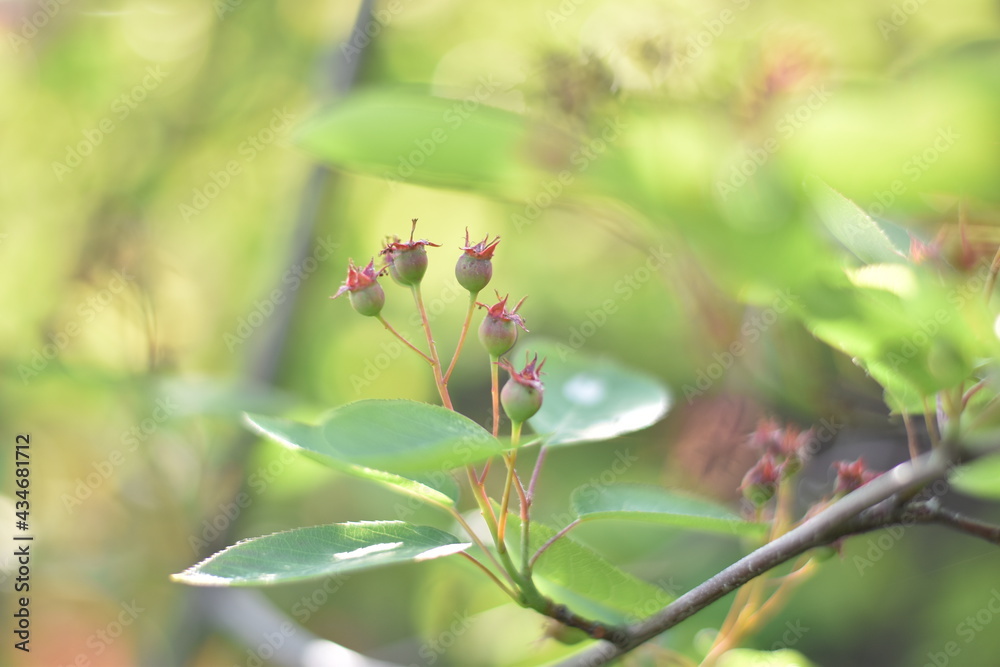 Unreife Beeren einer Felsenbirne (Amelanchier) Unreife Beeren einer Felsenbirne (Amelanchier)