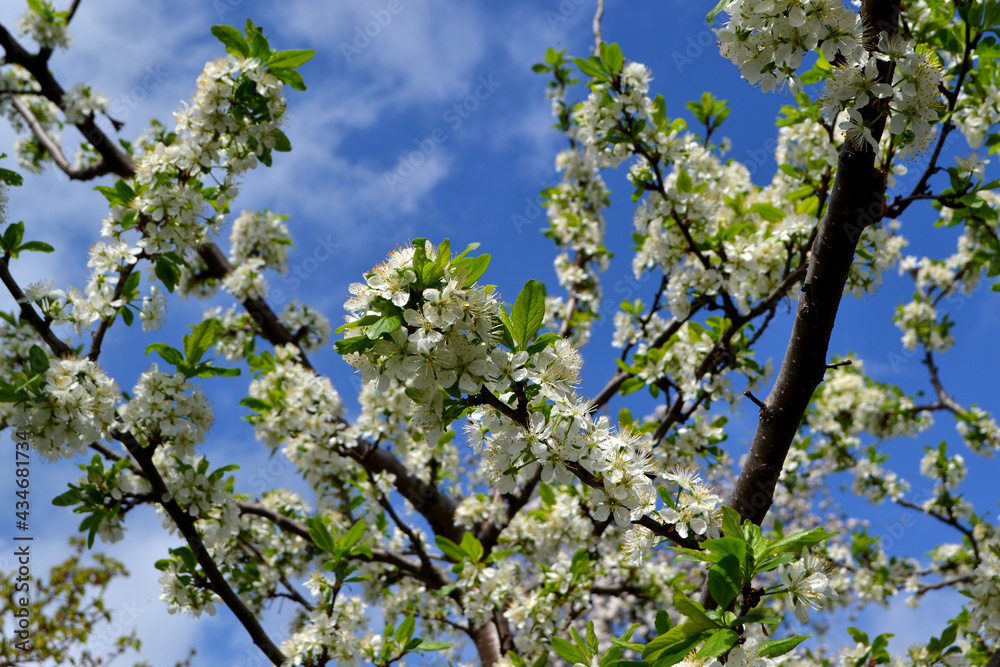 Prunus. Beautiful floral spring abstract background of nature. Plum tree. Spring white flowers on a tree branch. Plum tree in bloom. Spring, seasons, white flowers on plum tree close-up Prunus. Beautiful floral spring abstract background of nature. Plum tree. Spring white flowers on a tree branch. Plum tree in bloom. Spring, seasons, white flowers on plum tree close-up