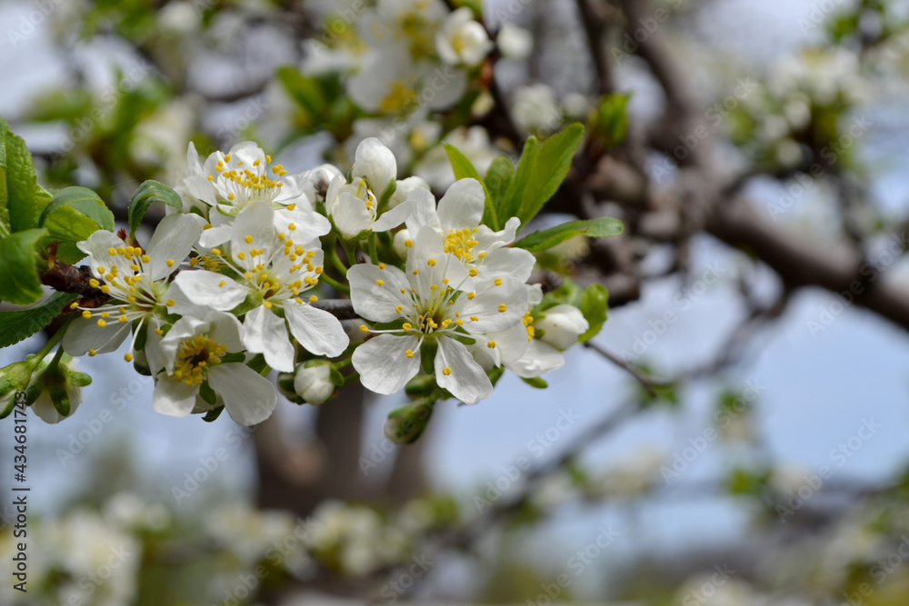 Plum tree. Prunus. Spring white flowers on a tree branch. Beautiful floral spring abstract background of nature. Plum tree in bloom. Spring, seasons, white flowers on plum tree close-up
