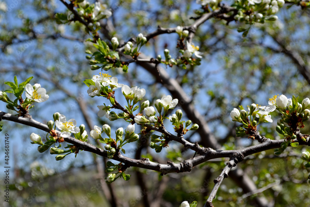 Plum tree. Prunus. Beautiful floral spring abstract background of nature. Spring white flowers on a tree branch. Plum tree in bloom. Spring, seasons, white flowers on plum tree close-up