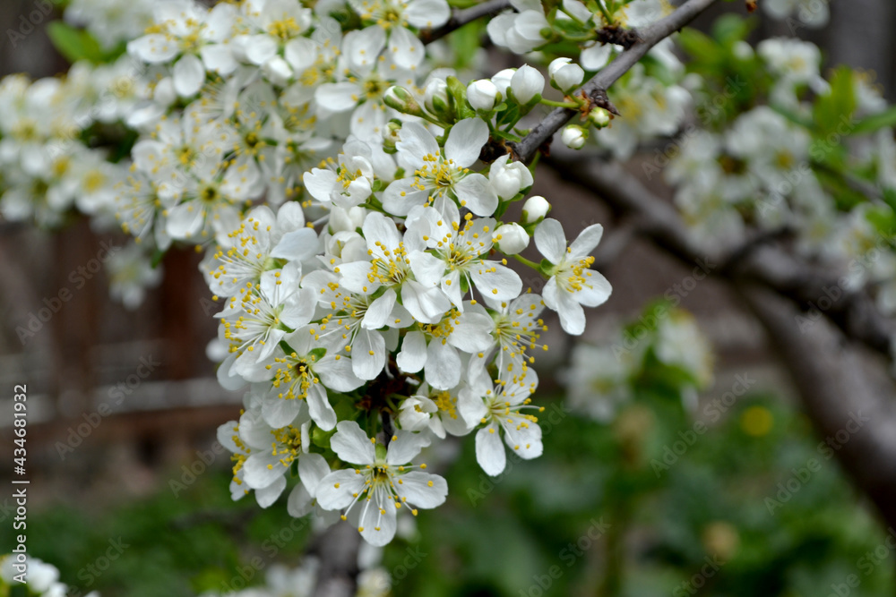 Obraz premium Beautiful floral spring abstract background of nature. Plum tree. Prunus