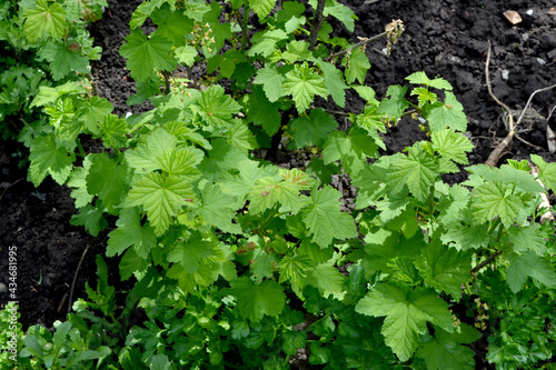 Ribes nigrum. Beautiful green spring abstract background of nature. Black currant. Spring green flowers on a tree branch. Black currant in bloom. Gardening, garden, flower bed. House