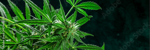 Cannabis plant on a dark background. Marijuana flowers and leaves