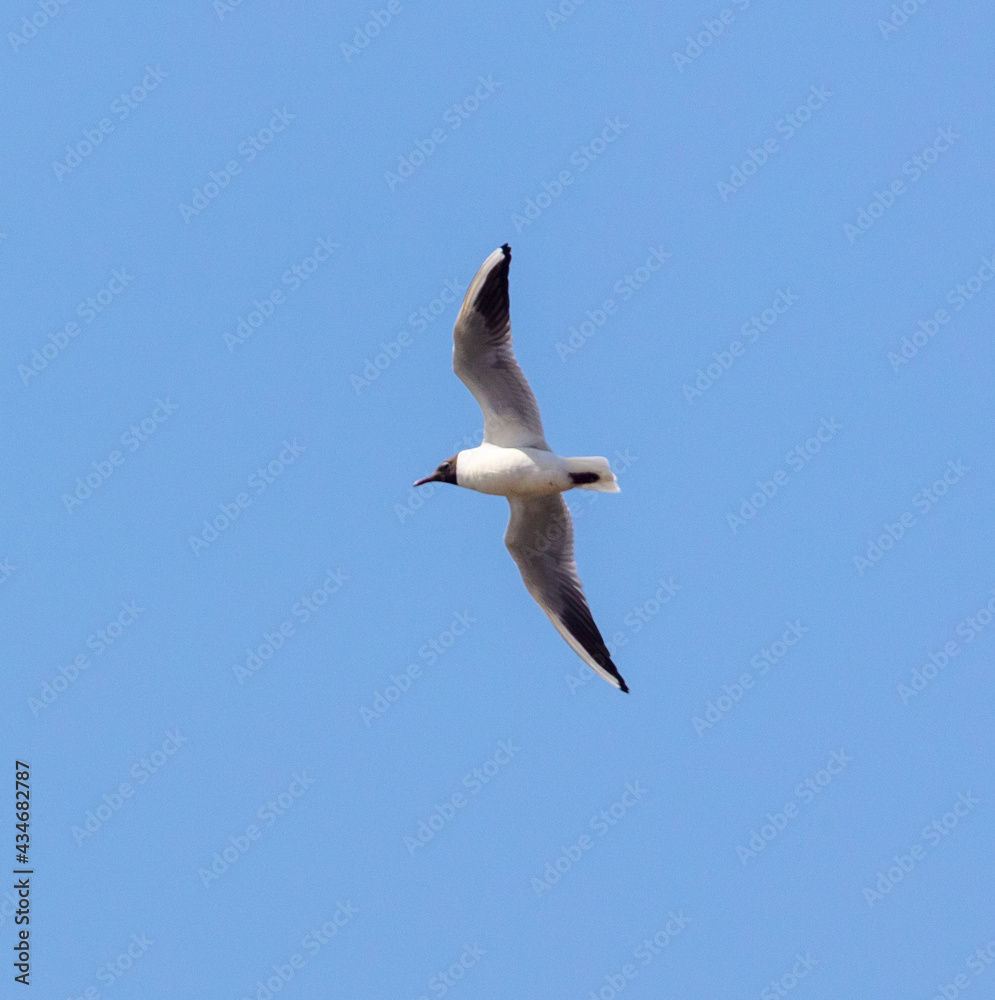 Seagull in flight against  sky.