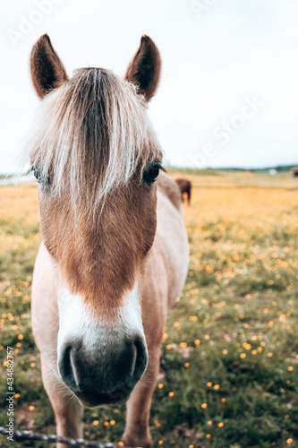 Horse Closeup on a field. Beautiful brown horse