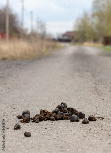 Horse droppings on the road.