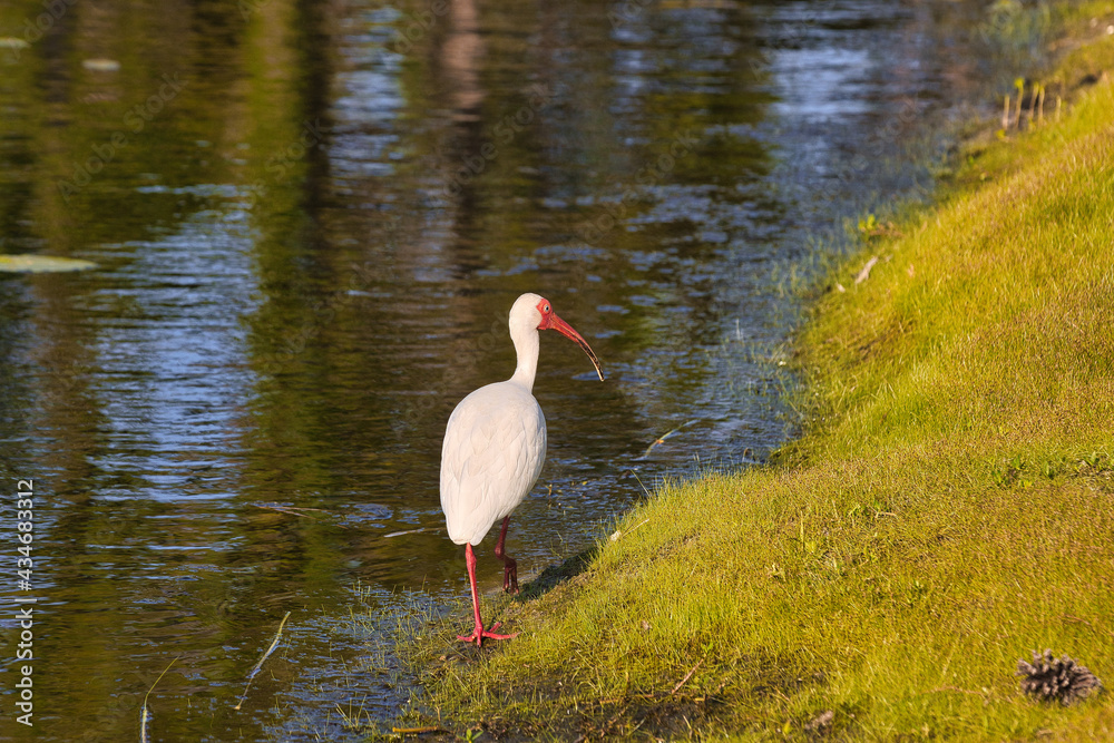 Obraz premium Sand Cranes in Stuart Florida
