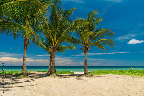 Three large coconut palms on a white sandy beach. Summer vacation and nature travel adventure concept.