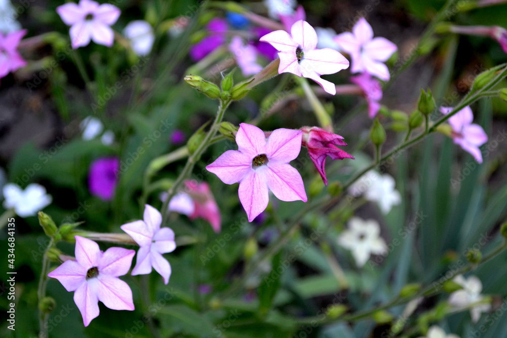 Fragrant tobacco. Tobacco. Nicotiana alata. Perennial flowering plant Fragrant tobacco. Tobacco. Nicotiana alata. Perennial flowering plant