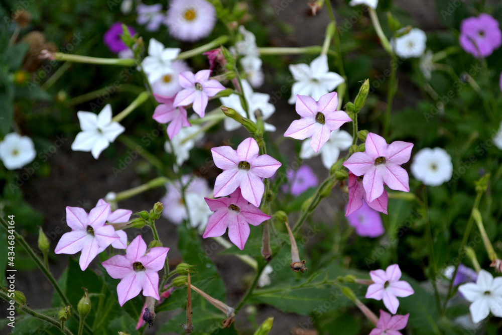 Naklejka premium Fragrant tobacco. Tobacco. Nicotiana alata. Perennial flowering plant
