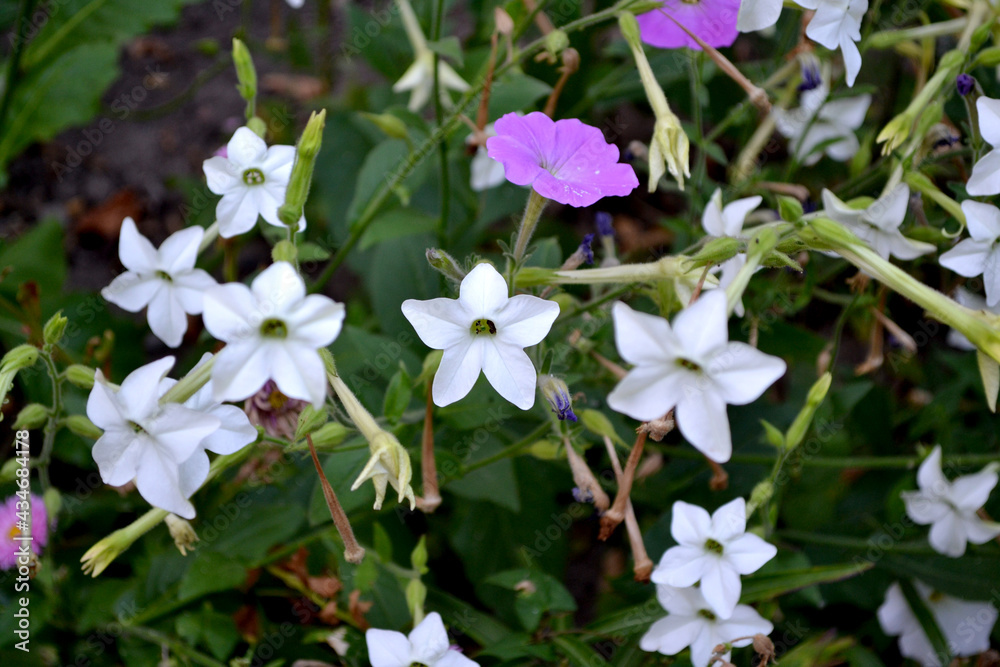 Fragrant tobacco. Tobacco. Nicotiana alata. Perennial flowering plant Fragrant tobacco. Tobacco. Nicotiana alata. Perennial flowering plant
