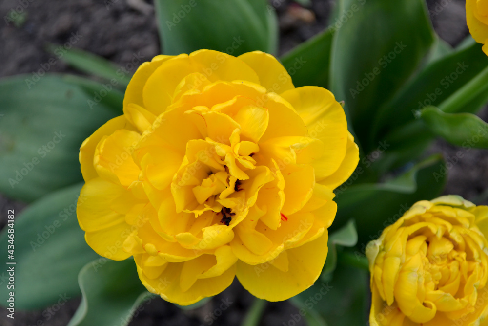Obraz premium Tulipa. Tulip. Perennial flowering plant. Beautiful flower abstract background of nature. Spring landscape. Yellow flowers. Floriculture, home flower bed. Home garden, field