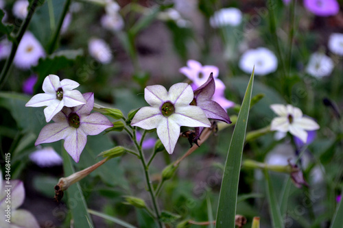 Fragrant tobacco. Tobacco. Nicotiana alata. Perennial flowering plant. Beautiful flower abstract background of nature