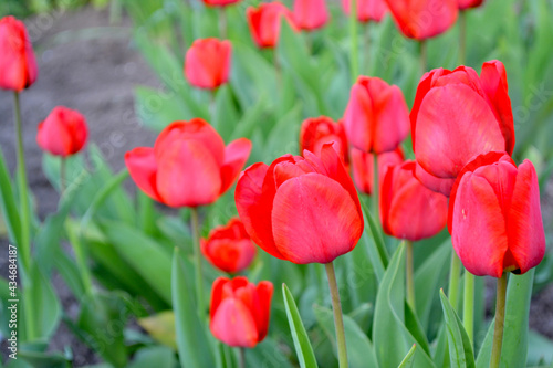 Tulipa. Tulip. Perennial flowering plant. Beautiful flower abstract background of nature. Spring landscape. Red flowers. Floriculture  home flower